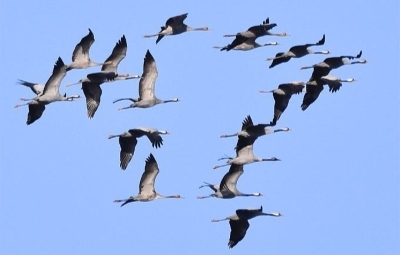 Cranes © Manfred Ziegler